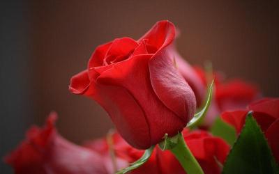 描写器官的词语